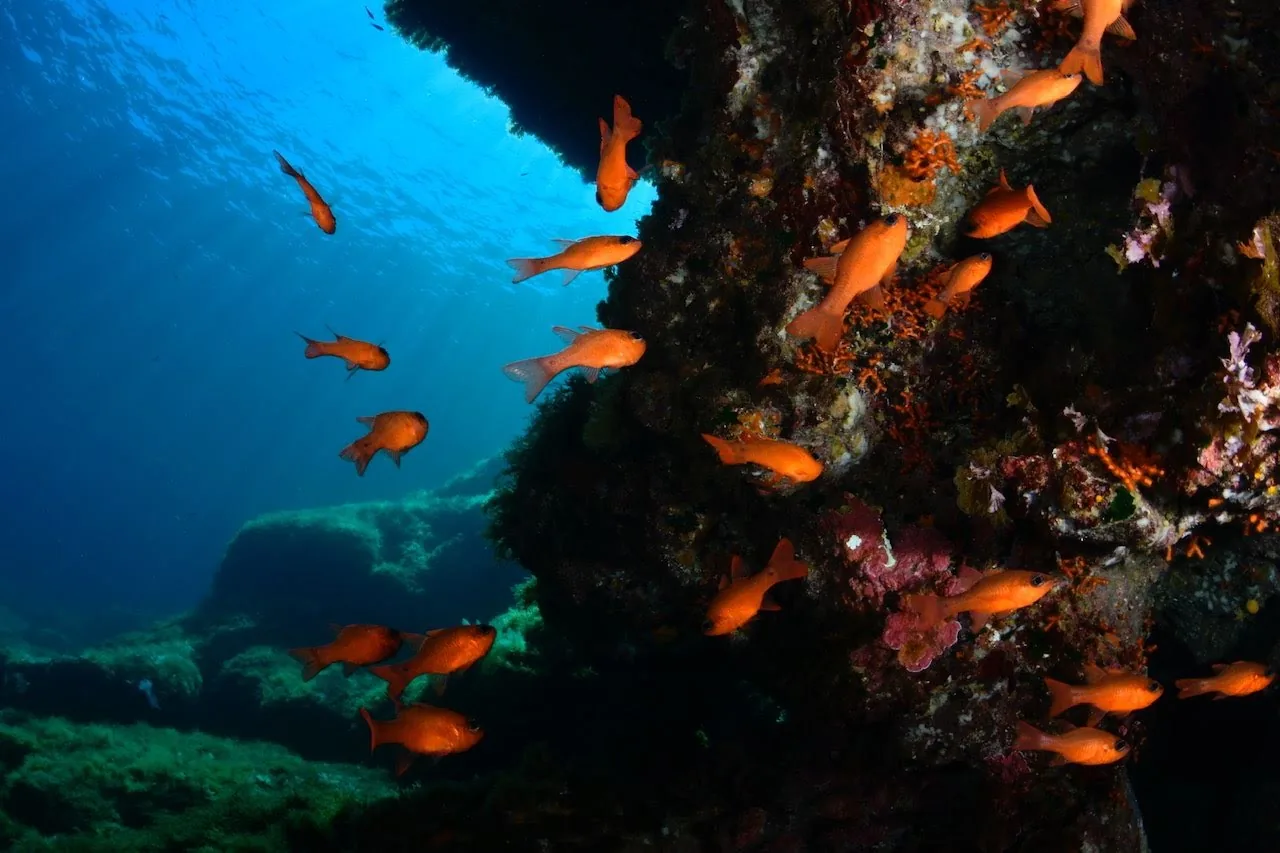 A memory from the BusaBoy diving journey