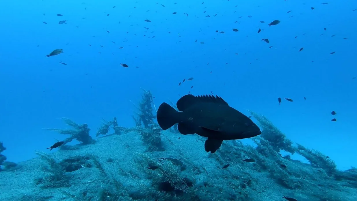 Discovering Malta's Unique Marine Life and Ecosystems: Exploring the Cirkewwa Marine Park and Beyond